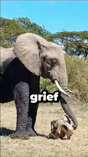 Animals Get Depressed Too 😔 The 3 Most Sorrowful Species | Wild Wonders