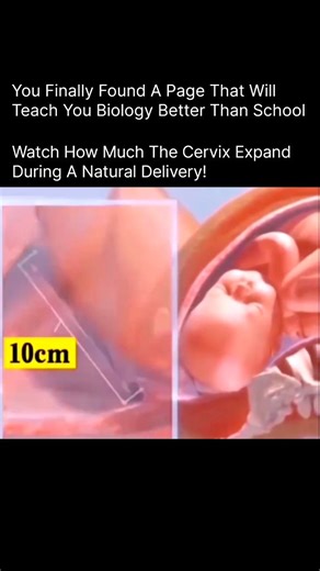 BIOLOGY | MEDICAL | HEALTH on Instagram: "Watch the incredible transformation of the cervix during a natural birth 🌸 From closed to fully open, the cervix gradually expands to allow the baby to move through the birth canal. This process—measured in centimeters—is guided by hormones, uterine contractions, and the body’s natural rhythm. It’s a powerful reminder of how strong and intelligent the human body is during labor 🤍 DM for Credit/Removal #NaturalBirth #ChildbirthEducation #BirthScience #L