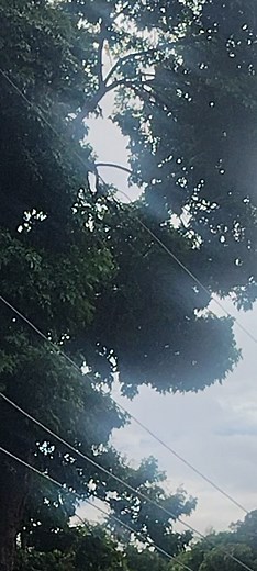 T TEC came and cut already, but that branch grew ... tntJem's🇹🇹 | Valentine Anthony