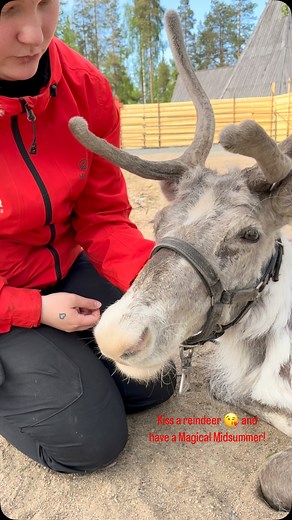 Happy Midsummer from Lapland! ☀️🌿 In Finland, Midsummer is full of old traditions and playful superstitions – from picking seven flowers to dreaming of your future love. 💘 And… they say that if you kiss a reindeer under the Midnight sun, your summer will be filled with magic. 😉🦌☀️ Iina and Viima are sending you the sweetest Midsummer greetings straight from Arctic Circle! Hyvää Juhannusta – Happy Midsummer! ❤️ | Santa Claus Reindeer