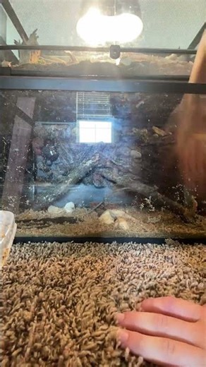 Setting up a softshell turtle enclosure