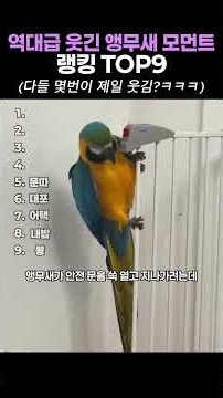 역대급 웃긴 앵무새 모먼트 랭킹 TOP9