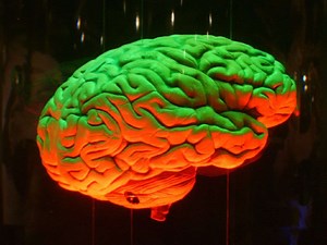 Cerveau d'Homme et cerveau de singe : de si petites différences...