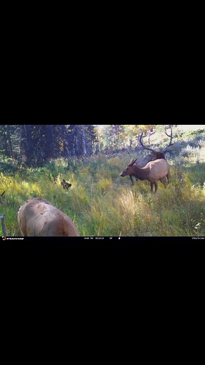 HIGHLIGHT REEL FROM OUR 2023 TRAIL CAMERA VIDEOS! SOME OF THE BEST TRAIL CAMERA VIDEOS OUR TEAM CAPTURED IN 2023! 📸 // Stealth Cam. #sjsp #stjamessportingproperties #blaynestjames #ranchsale #huntingland #huntingproperty #realestate #luxuryrealestate #elk #elkhunting #muledeer #muledeerhunting | St. James Sporting Properties