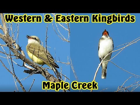 Western and Eastern Kingbirds ~ Western Kingbird Calling