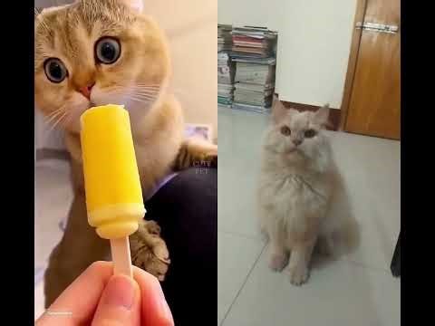 so cute cats