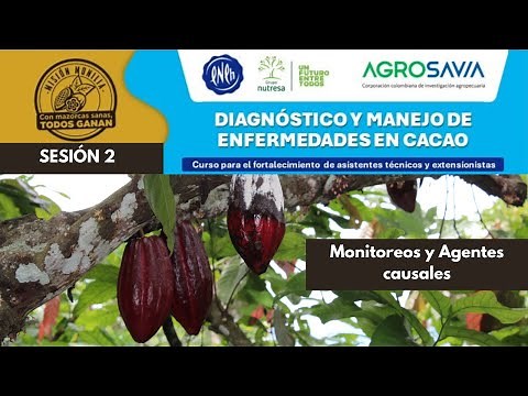 SESIÓN 2: Diagnóstico y manejo de enfermedades en cacao (Monitoreos y Agentes causales)