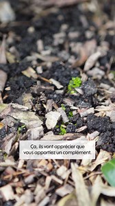 Les dahlias sont des plantes à bulbe magnifiques qui nécessitent quelques conseils pour en prendre soin. On vous dit tout ce qu'il y a à savoir ! 🌸 | Truffaut