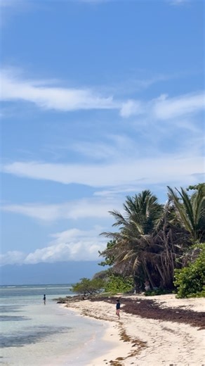 Love Guadeloupe on Instagram: "La sauvage et sublime plage de Bois-Jolan à Sainte-Anne 😍🌴☀️ D’ailleurs si vous cherchez des villas en location saisonnière pas loin Love Guadeloupe vous conseil : @lespalmesguadeloupe et @domaine_de_nakolodge_"
