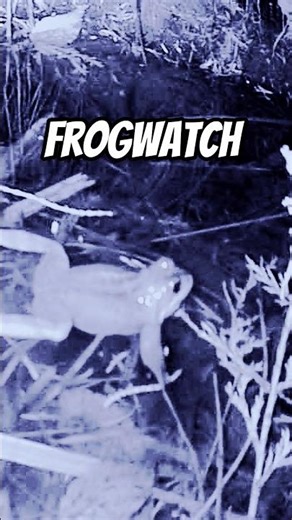 Frogwatch #nature #shorts