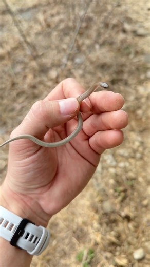 How many did you get right? #snake #identification #nature
