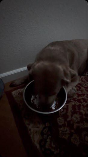 Coco my love - the silver lab rescue. If you enjoy our videos please let us know!!! Like, comment, share please. We love hearing from you! We are a 501c3 mini animal sanctuary that rehabilitates and then provides comfort to individual in crisis. We survive on donations so please visit our web page to learn more about us- link in our bio #ShortStackRanch #SanctuaryAnimals #rescuekittens #minigoats #comfortanimals #specialolympics #greatdanes #minidonkeys #TherapyAnimals #minihorses #animallove #c