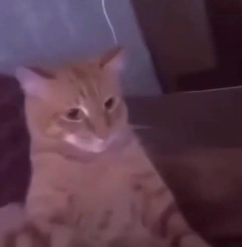 cat bite finger meme