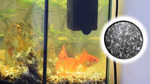 How To Get Rid Of Bacterial Bloom In An Aquarium - Our Aquariums