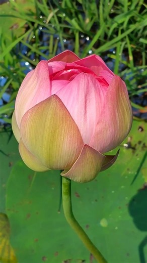 হঠাৎ পদ্ম ফুলের পুকুরে কি করতে এলাম 🤔 #minivlog #viral #shortvideos #ytshorts #youtubeshorts