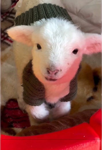 Adorable Sheep Videos That Will Make You Smile