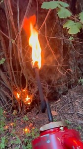 This is the best way to permanently eliminate poison oak. Put some fire on it.