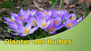 Quand planter bulbe de caladium ?