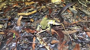 2.1K views · 59 reactions | Saw a snake in my dam so kept an eye on it, next minute it’s got a bloody frog! The snake is a Slaty Grey, a non venomous colubrid that eats its prey alive! Footage may be distressing to some but watch til the end, the outcome might surprise you!!  | Wildman Adventures | Facebook
