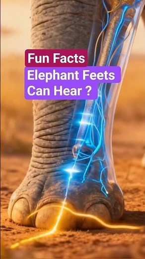 Did you know elephants can hear through their feet? 🐘🌍 #animaleducation #elephant #animalfacts