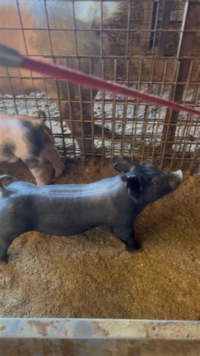 4.1K views · 54 reactions | Buckle Bunny X Backdrop X Never Before!!!!勞勞勞勞領領領領領領領領領Black Gilt and Berk Appearing Barrow FANTASTIC pair of pigs!!!!裡裡裡裡裡裡裡裡裡!!!! | Hankins Show Pigs | Facebook