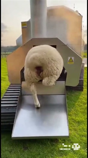 The complete process of producing sheep meat raised on a livestock farm.