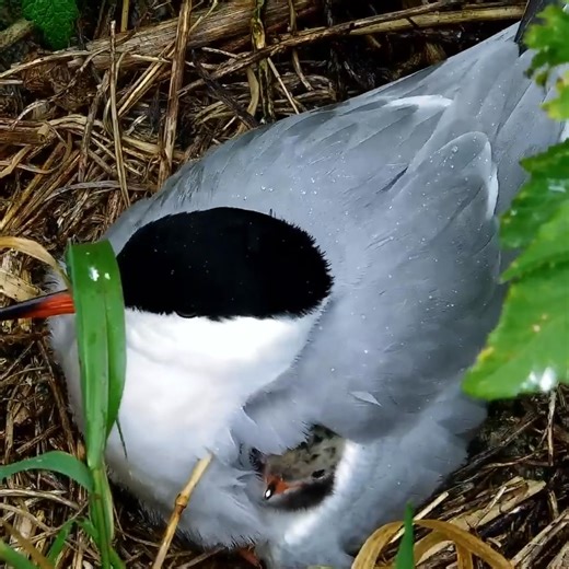 Baby Arctic Tern. 💕 | explore.org