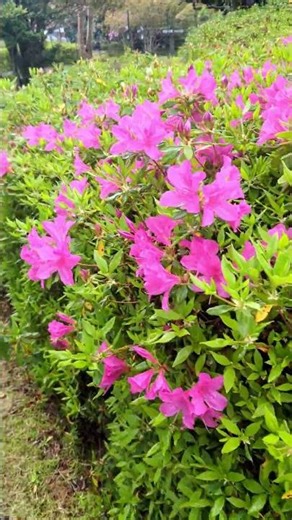 【広島県緑化センター】いろんなツツジ 咲き始めています