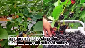 2 Navaho Thornless BlackBerry Plants Live for Planting 5 to 8 Inch Tall, Navaho BlackBerry Bush Live Plant, Thornless Blackberries Live Plants