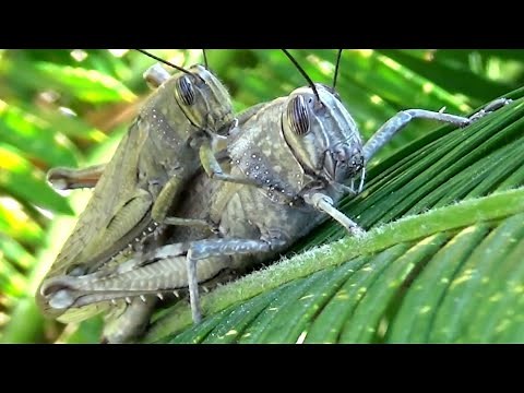 AMAZING !! Grasshoppers Mating (Close Up) !!