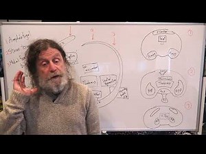 12-Limbic System II - Robert Sapolsky's Human Behavioral Biology