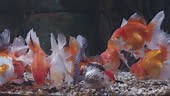 4k slow motion group of goldfish swimming and relaxing in fish tank.