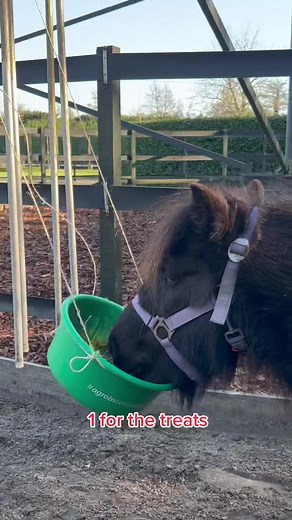 Funny Horse Feeding Time Fun with Pony | Horse Lovers