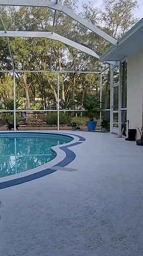 Frank the Tuxedo Cat: Our Beloved Morning Visitor