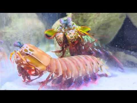 These Two Mantis Shrimp Refuse to Attack the Crab!