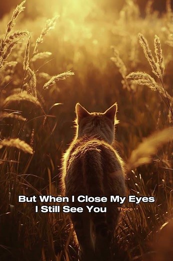 Missing my Cat - You’re gone, But I Still Feel You💔