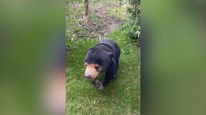 England zoo confirms bear on hind legs is real