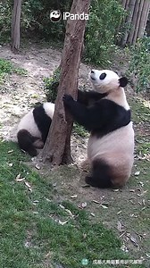 This is a tutorial from mother panda to teach you how to be a kung fu panda. (Cheng Da & Cheng Lang) #HiPanda #PandaMoment | iPanda