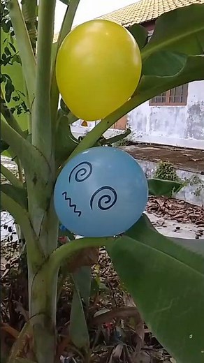 Blue Emoji Balloon vs Yellow Balloon Satisfying Pop Challenge 🎈✨"