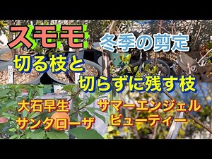 【スモモ、鉢植え栽培】冬季の剪定、切る枝と、切らずに残す枝、大石早生、サマーエンジェル、サンタローザ、ビューティー、