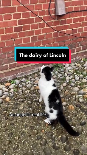 The Dairy of Lincoln Part 2: Cat Videos and Cute Moments
