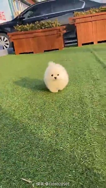 Running Cute White Fluffy Puppy