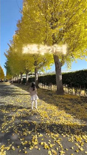 [Iwata] A hidden gem of a ginkgo tree-lined street #ShizuokaTourism #IwataCity #Ginkgo #GinkgoTre...