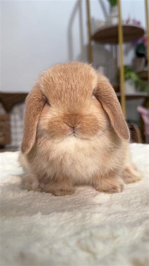 Holland Lop Rabbit Care Tips for Beginners