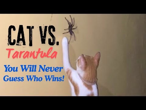 CAT Fights TARANTULA (and Loses!)
