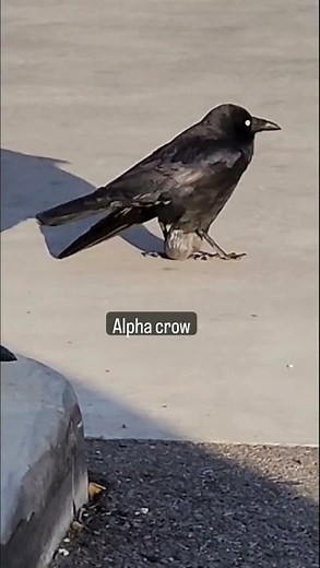 Alpha crow | alpha crow meme #shorts #ytshorts #remakeverse