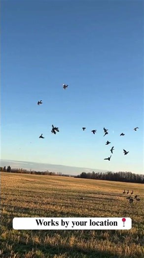 One Hunting App. Four Big Benefits. #hunthowdown #deerhunting #automobile