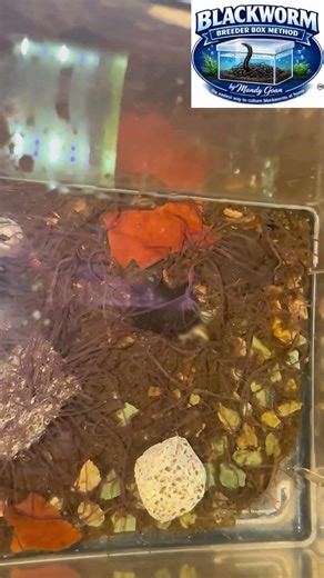 BLACKWORMS 🪱| Understanding = ￼SUCCESS￼