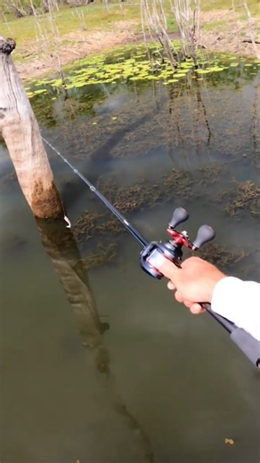 spearfishing on Instagram: "Topwater fishing explosion. What is Topwater fishing and how you can use it to you advantage? . Topwater fishing is a technique where anglers use artificial lures designed to float and move across the water's surface. Its primary advantage is creating visual excitement, as the angler gets to see the fish explode on the lure from above. The splashing and commotion of these lures trigger a predatory strike response, often tempting fish that are not actively feeding deep