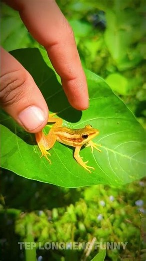 Funny tree frog hahaha I catch a funnytoad I catch big frog boing boing funny